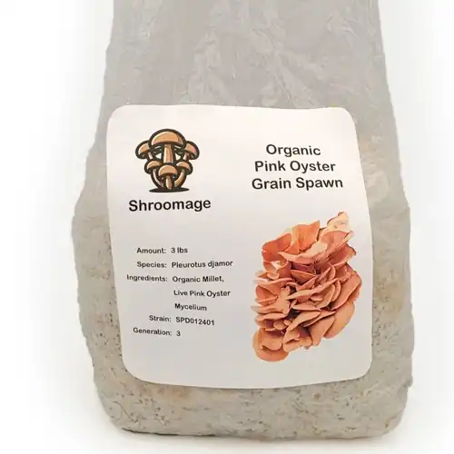 Organic Pink Oyster Grain Spawn