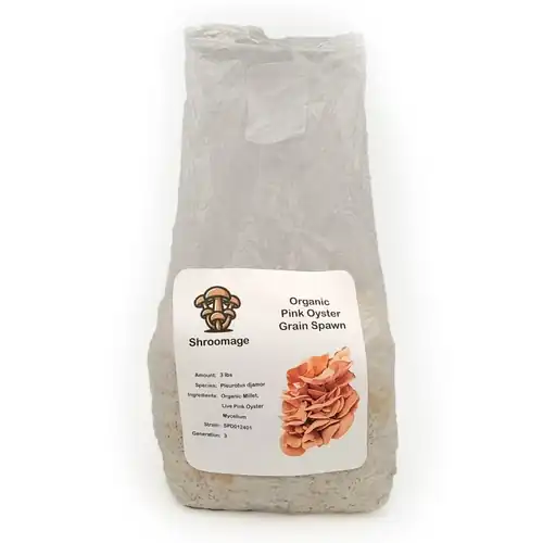Organic Pink Oyster Grain Spawn - Fully Colonized